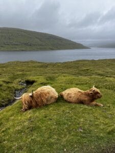 Heres two highland cattle AKA hairy coos. (long haired cows)