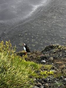 Puffin sighting